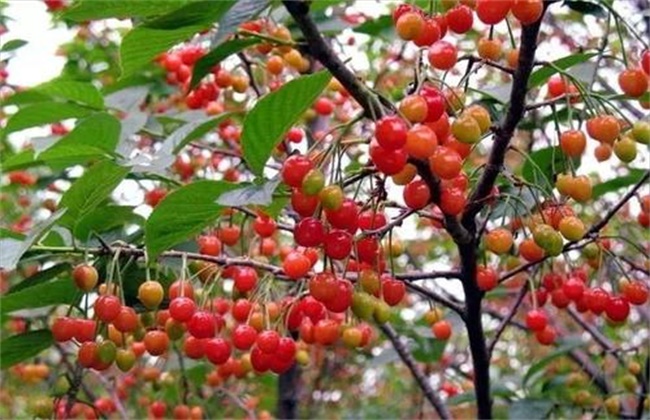 樱桃