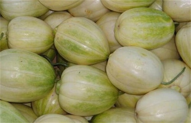 香瓜 着色不良 原因