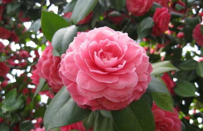 茶花春季养护注意事项