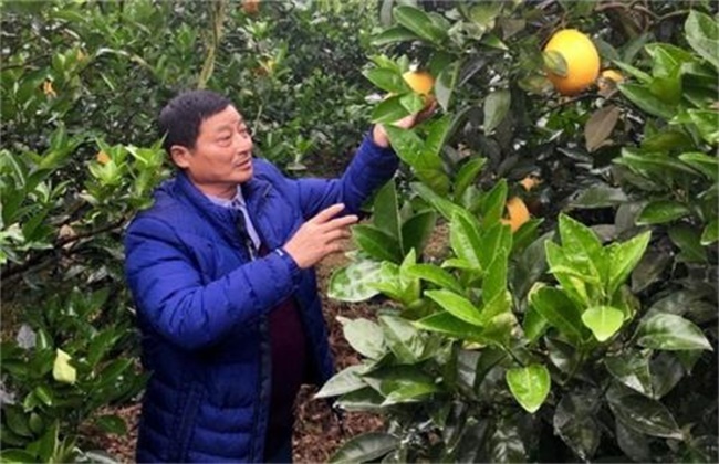 脐橙树 修剪方法