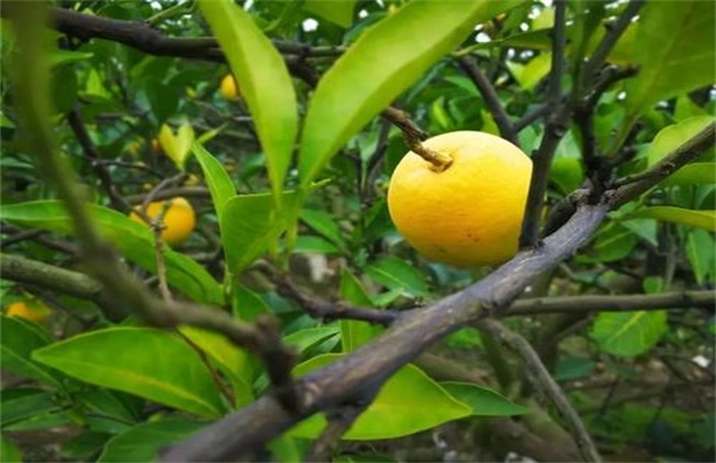 脐橙树 花果期 管理要点