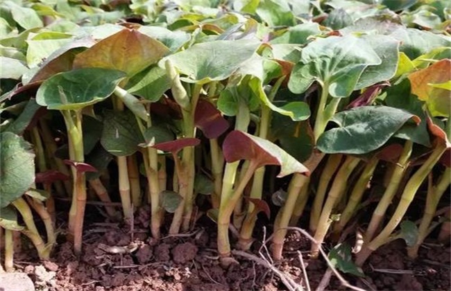 鱼腥草烂根 怎么回事