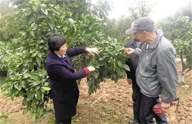 柚子树 修剪方法