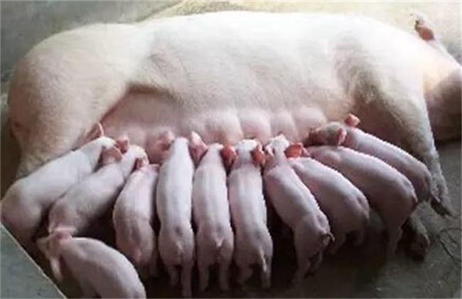 母猪
