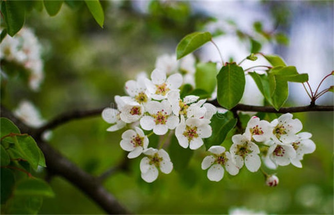 梨树 反季节开花 怎么回事