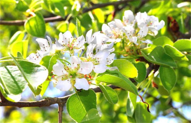 梨树 反季节开花 怎么回事