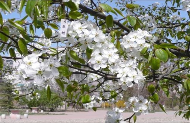 梨树 反季节开花 怎么回事