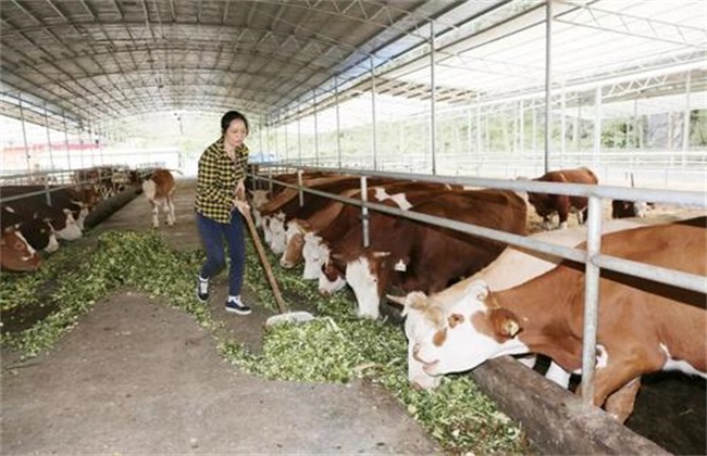 饲料喂牛 干的好 还是湿的好
