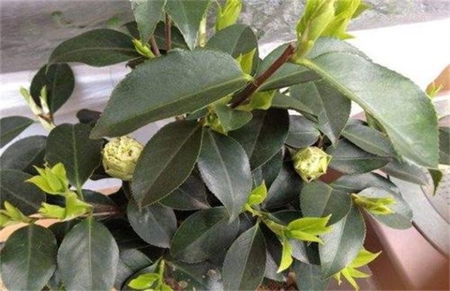 茶花 不长叶子 怎么办