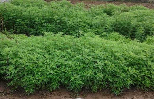 藜蒿 种植技术