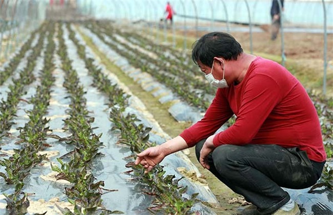 蔬菜定植后 根系 为何难下扎