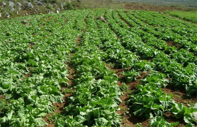 蔬菜定植后 根系 为何难下扎