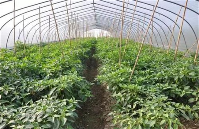 蔬菜定植后 根系 为何难下扎