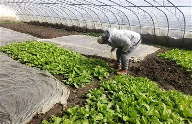 蔬菜定植后 根系 为何难下扎