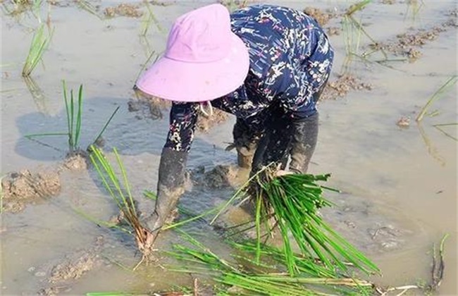 马蹄如何移栽定植