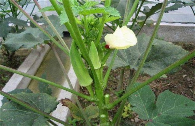 复合肥 优点