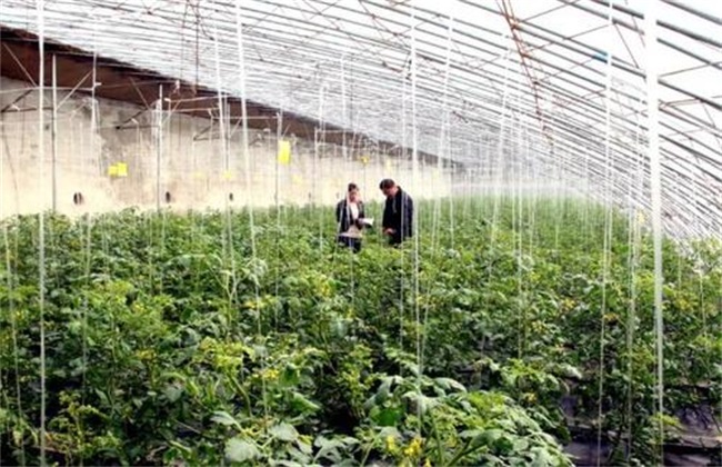 保护地栽培 特点