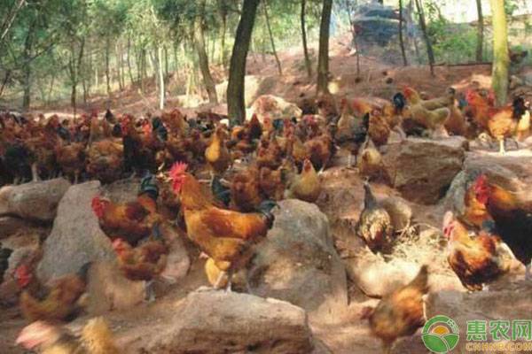 为何鸡、鸭、鹅不可以混养？要不然非常容易生病？这就是