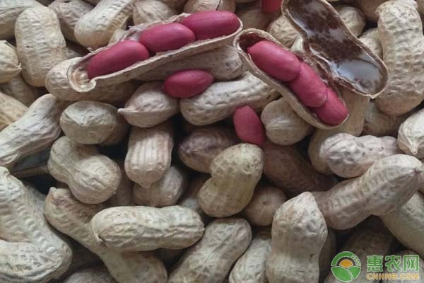 花生最新价格行情是如何？附产区行情走势分析