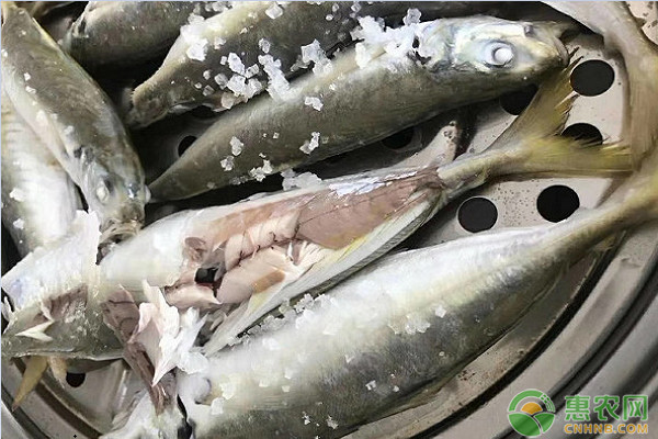 巴浪鱼多少钱一斤？为何那麼划算？（附营养价值，前景）
