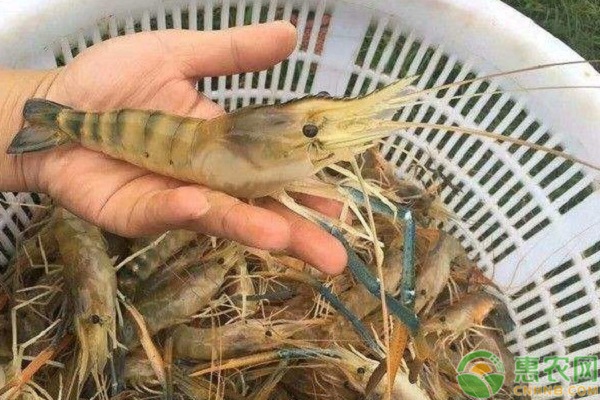 水产养殖商业保险有哪些类型？如何申请？