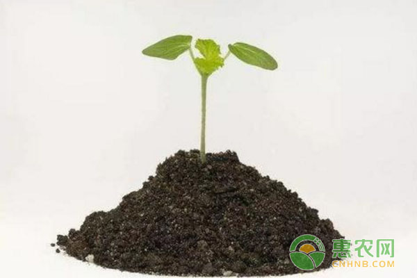 如何才能分辨各种各样有机肥？掌握有机肥小诀窍