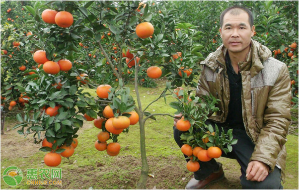 祁阳种植能手上惠农网卖果苗，年销售额轻松超400万