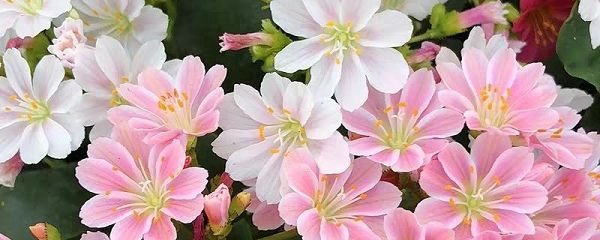 露薇花为什么老是掉叶子？