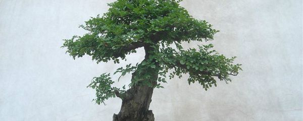 对节白蜡盆景如何栽培？
