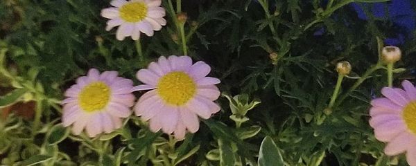 玛格丽特叶子黄了怎么处理？