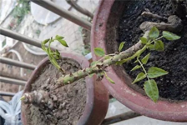 给花喷点大蒜水，蚜虫全都死翘翘