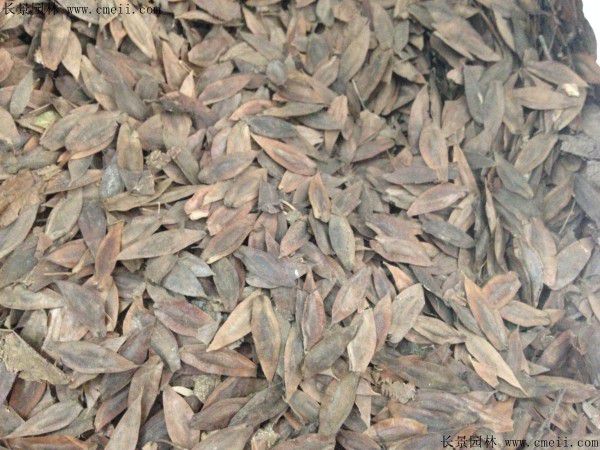 杜仲种子什么温度发芽最好？