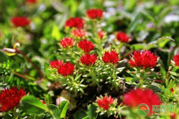 红景天价格多少钱一斤？种植前景怎样？（附种植技术）