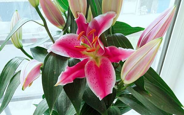 百合花一年开几次花，怎么养开花多