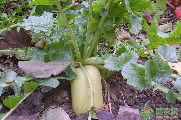 白玉萝卜价格多少钱一斤？白玉萝卜种植成本利润分析