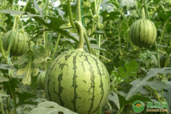 2020年西瓜价格多少钱一斤？西瓜种植前景分析