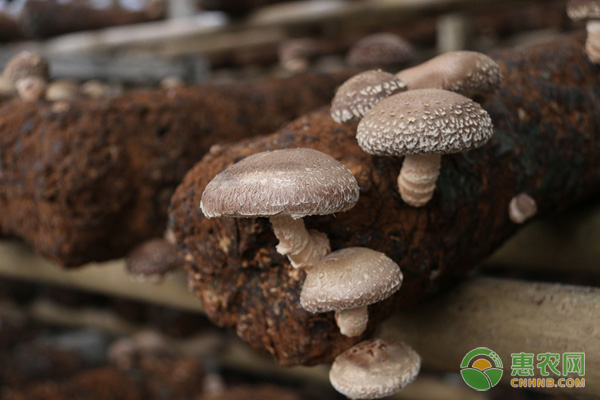 种植香菇赚钱吗？附种植成本及效益分析