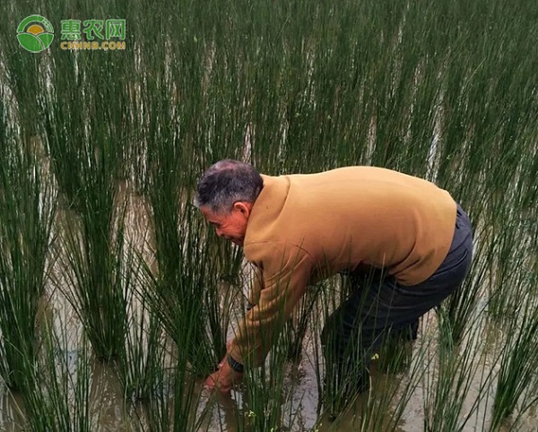 用户心声丨一株灯心草，惠农网助我重铸创业路