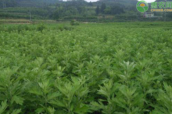 艾草多少钱一斤？种植前景及亩产效益如何？
