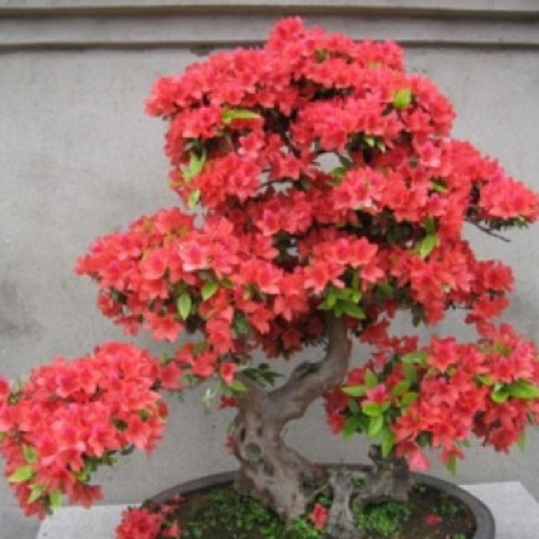 杜鹃花换盆后养护要点，杜鹃花盆栽的方法