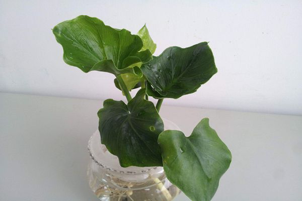 春羽花的养殖方法以及繁殖方式
