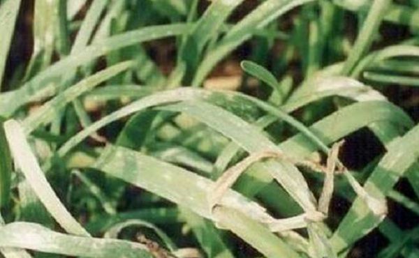 韭菜得了白斑叶枯病怎么办？