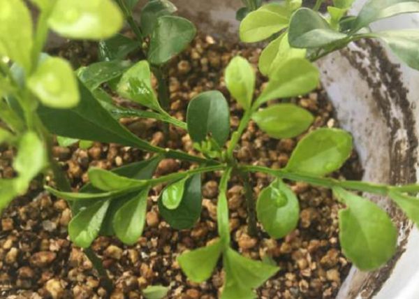 米兰花怎么修剪，修剪米兰花开更多