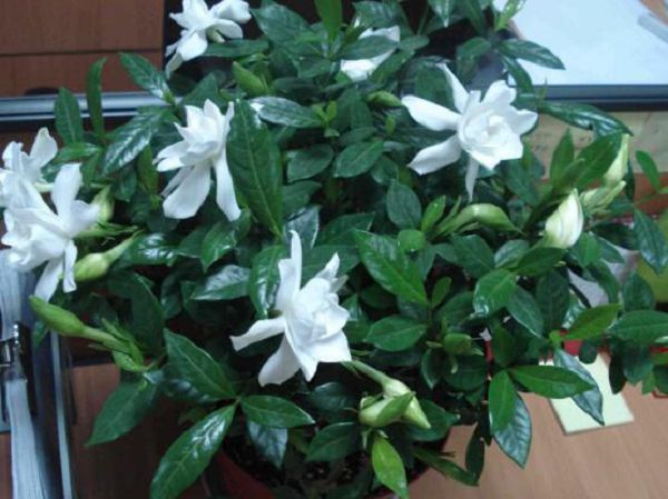 栀子花浇水注意事项