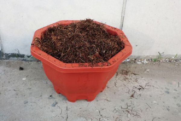 火龙果苗怎么种植