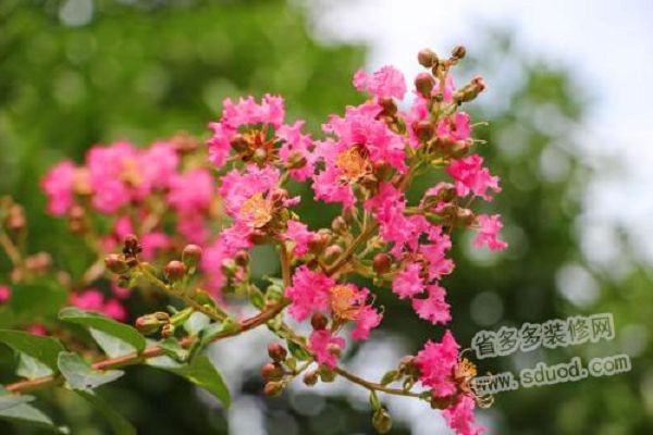 紫薇花简介，如何养护紫薇花？
