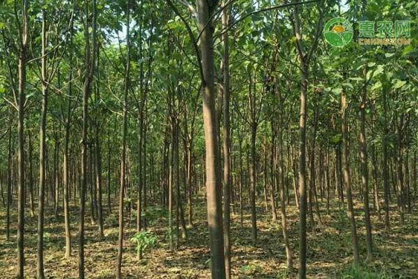 楸树价格多少钱一棵？楸树的种植前景如何？