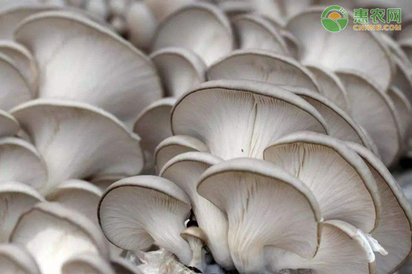 在农村种植什么赚钱快？这四个行业值得大家参考！