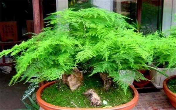 文竹开花是好兆头吗，怎么养文竹