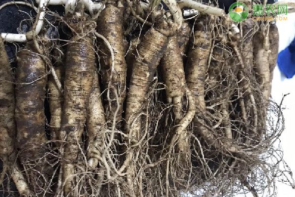 现在种植什么药材赚钱？这三个是不错的选择！